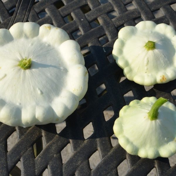 PATTYPAN SQUASH