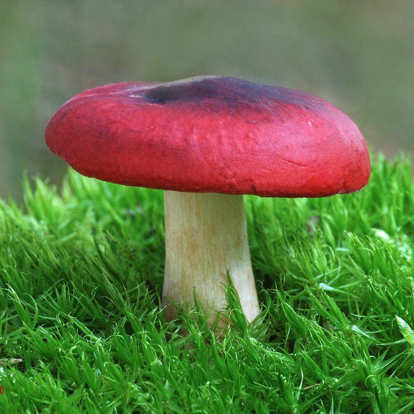 HONGOS RUSSULA