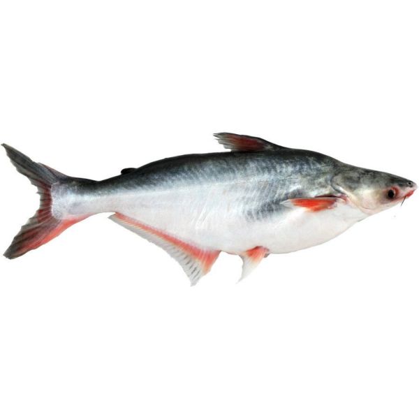 PANGA (BASA)