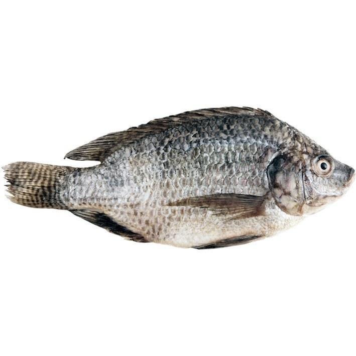 TILAPIA