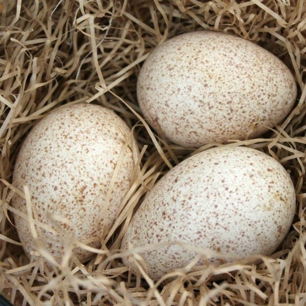 HUEVOS DE PAVO